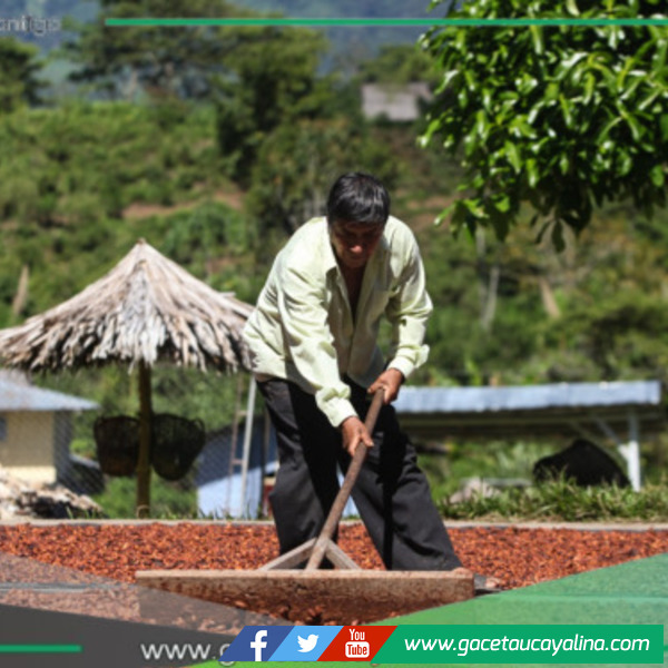 Selva y costa impulsan el liderazgo del Perú en agroexportaciones mundiales