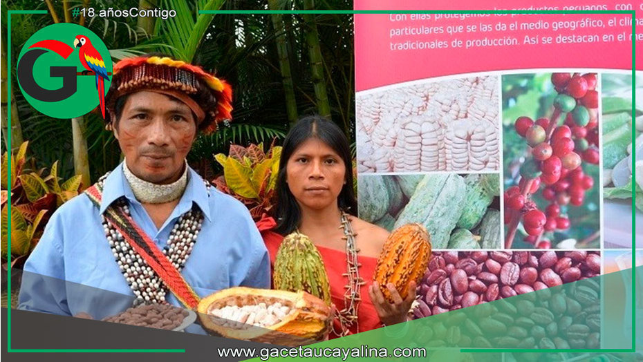 El Perú celebra cacao milenario con producción sostenible y única