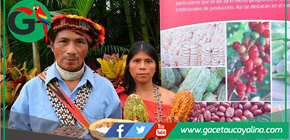 El Perú celebra cacao milenario con producción sostenible y única