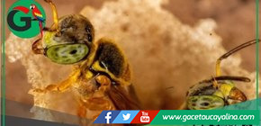 Deforestación amenaza hábitats de abejas sin aguijón en Amazonía