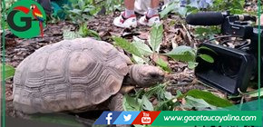 Liberan tortugas y añujes tras rescate del comercio ilegal amazónico