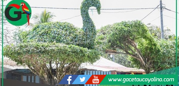 Sepahua transforma ficus en arte vivo con poda decorativa
