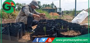 Sepahua transforma residuos en vida con biohuerto municipal sostenible