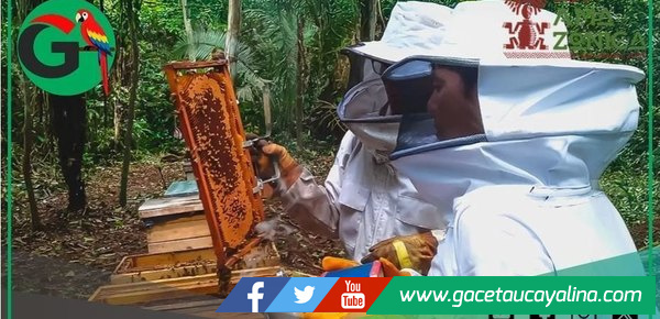 Programa Bosques impulsa apicultura rentable y protege la Amazonía peruana en Purús