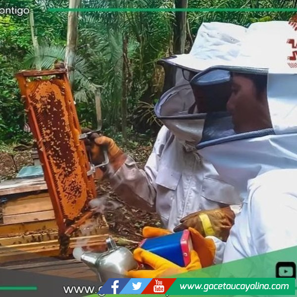 Programa Bosques impulsa apicultura rentable y protege la Amazonía peruana en Purús