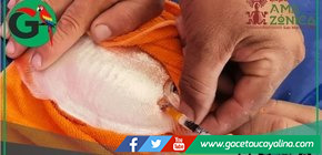 IIAP impulsa reproducción artificial de palometa para acuicultura amazónica