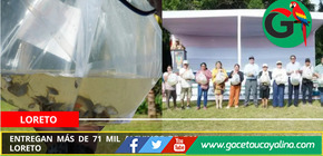 Entregan más de 71 mil alevinos de gamitana a comunidades de Loreto
