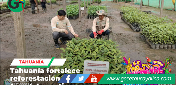 Supervisan traslado de plantones en Tahuanía para reforestación