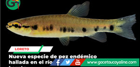 Científicos identifican nueva especie de pez en el río Tigre en Loreto
